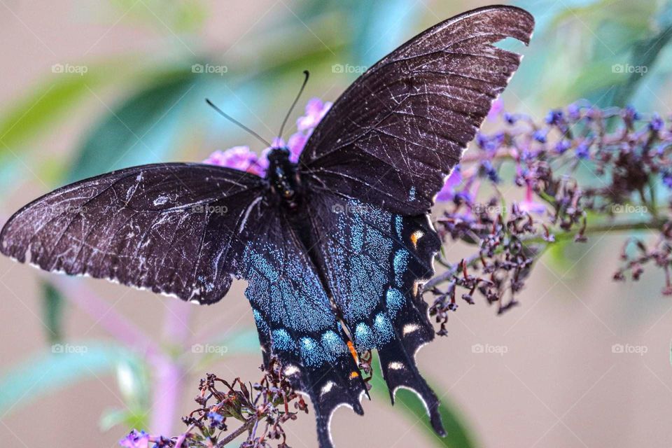 beautiful blue butterfly