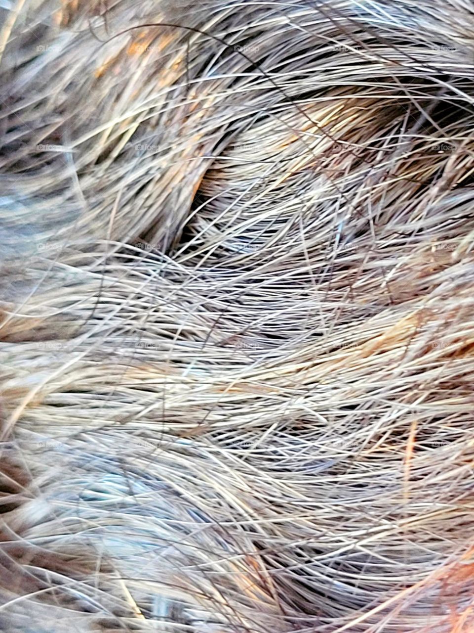 blond hair on macro length