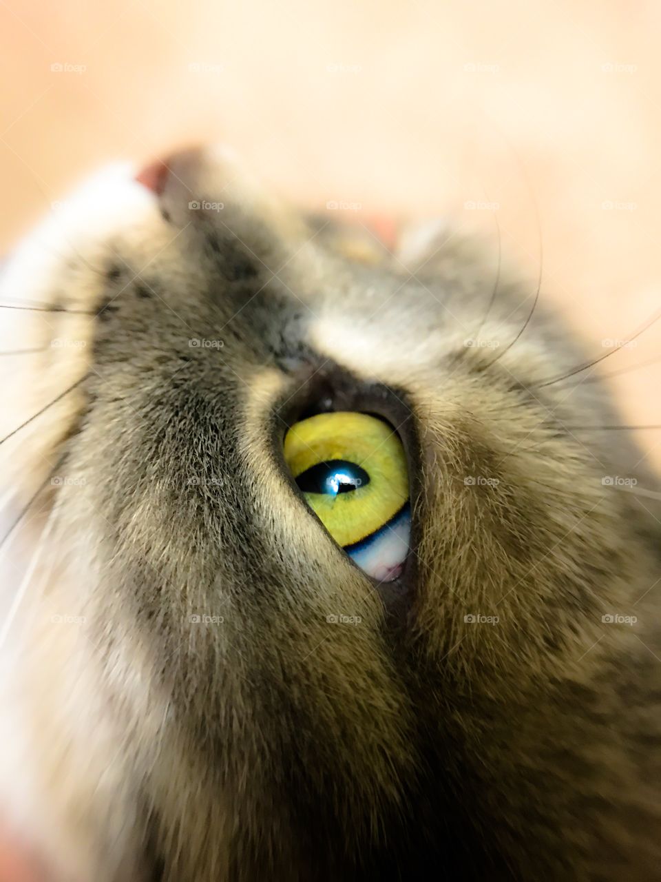 Green eye 