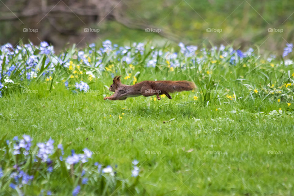 Cute squirrel running in a field of early spring flowers 