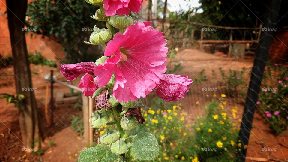 São umas flores grandes absolutamente bonitas.