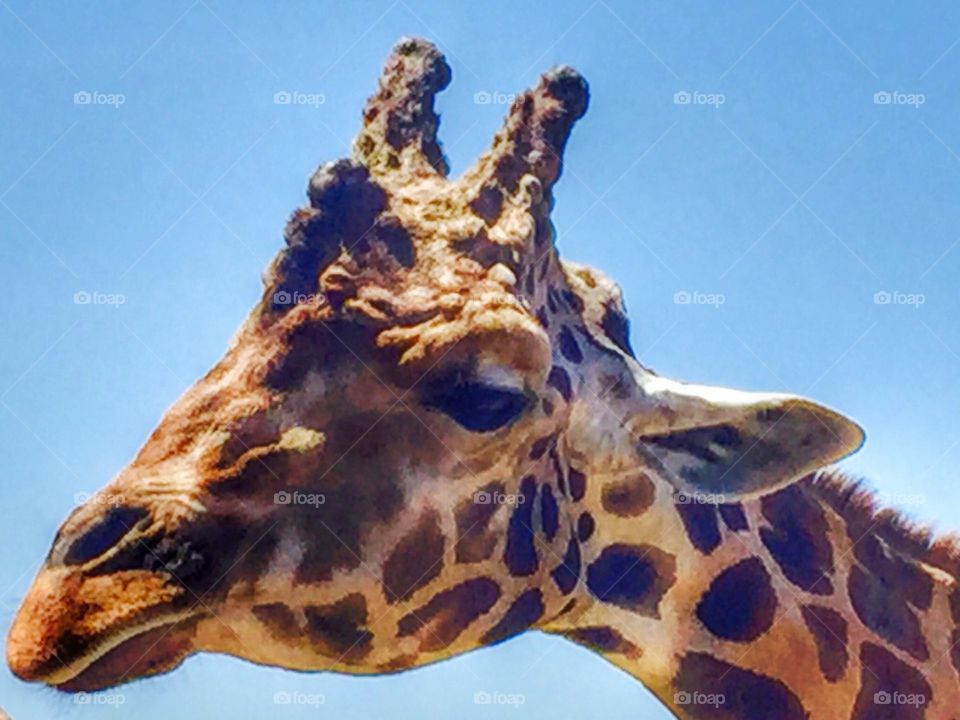 Giraffe