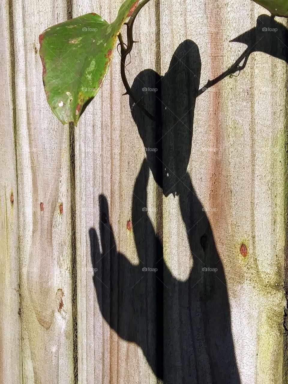 shadow hand picks a leaf