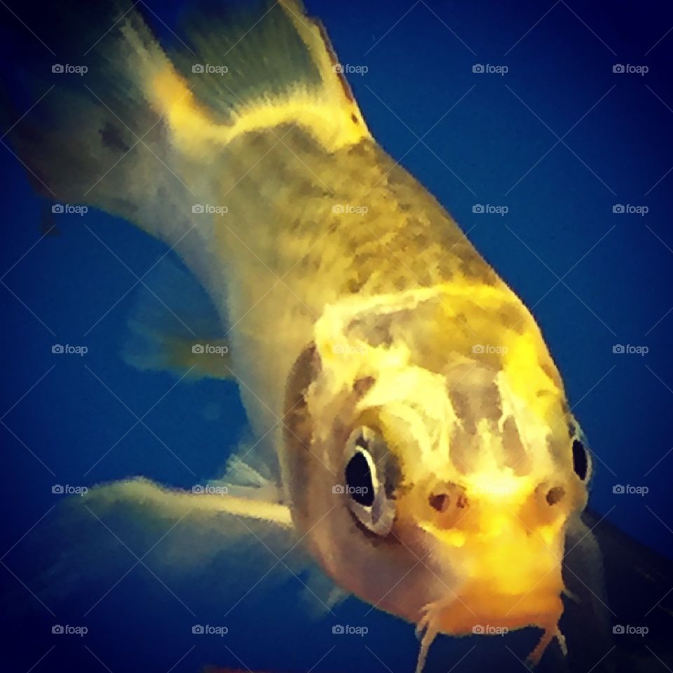 Yellow goldfish with big eyes looking out from an aquarium tank surrounded by blue water.