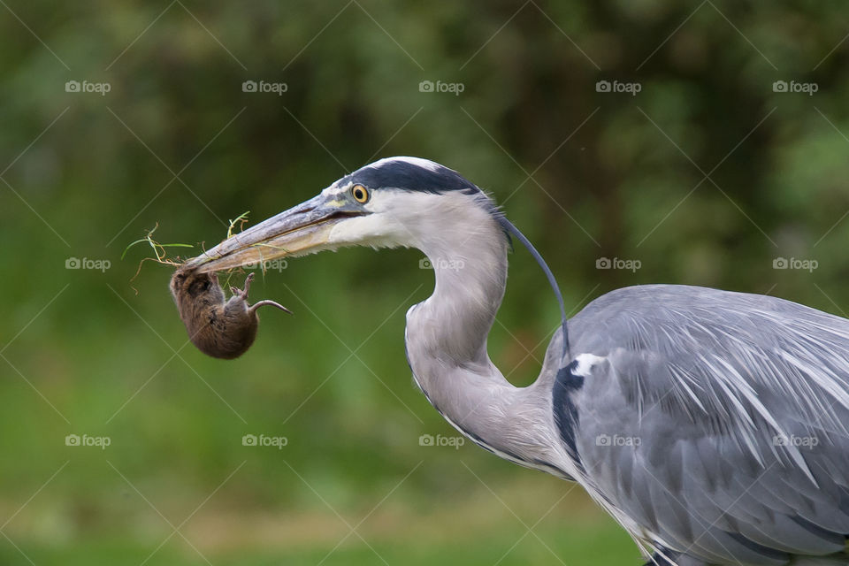 heron