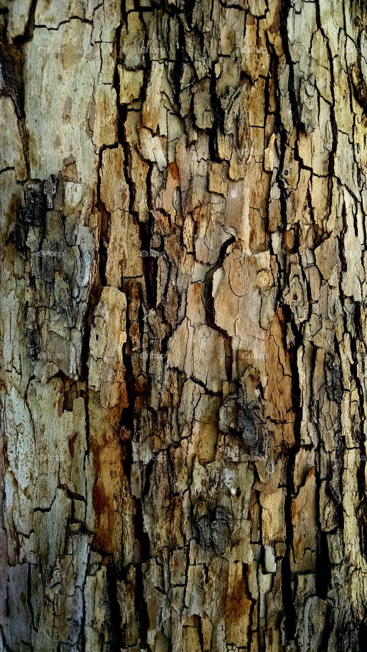 Tree Trunk Closeup