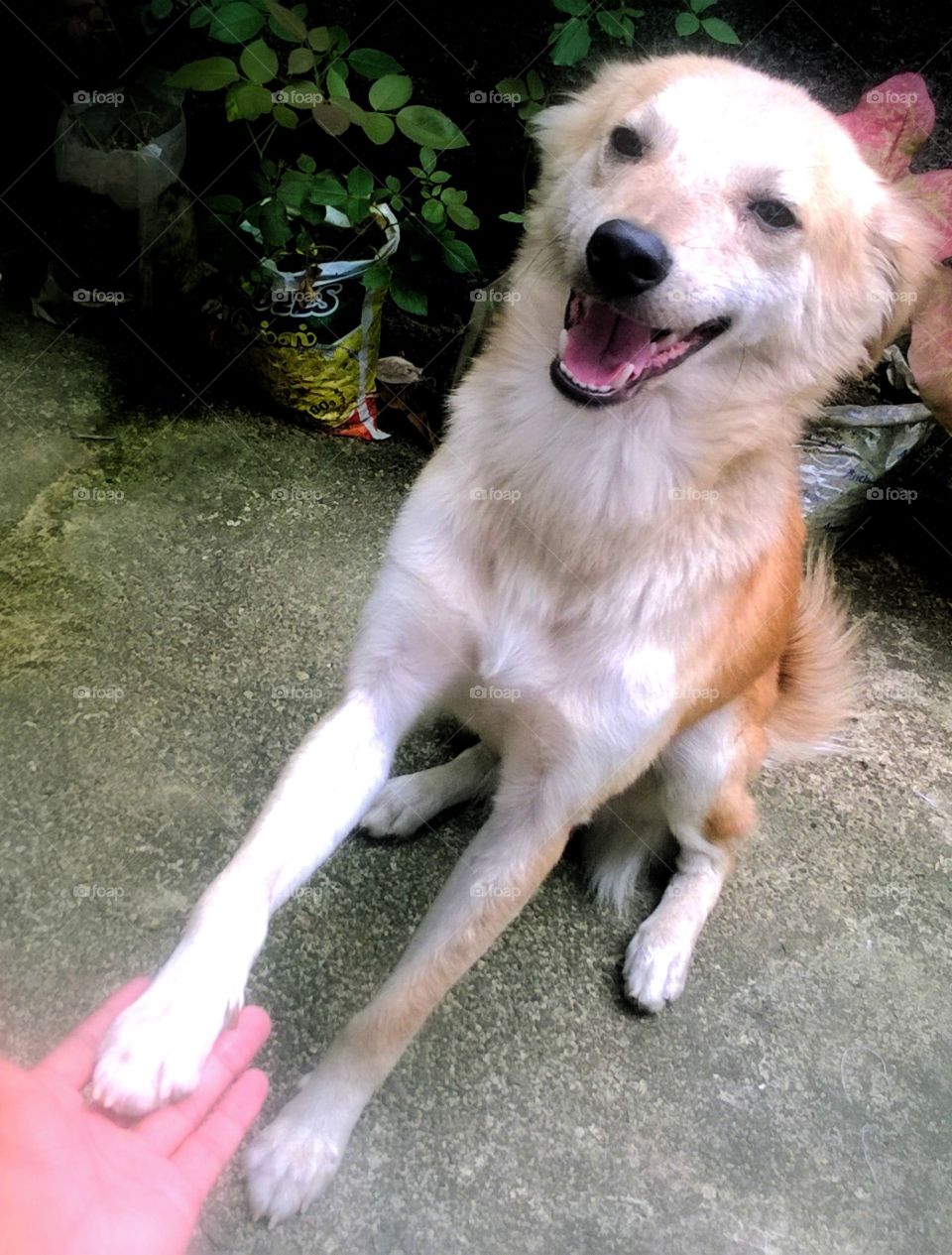 With my pet dog hand to hand