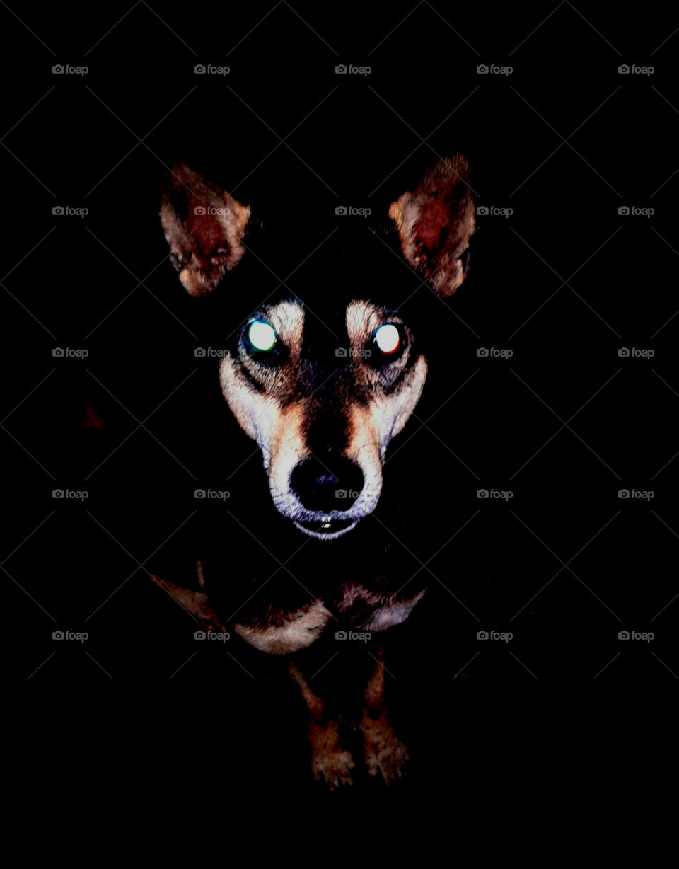 Majestic beast in the dark. Wolf dog selfie.