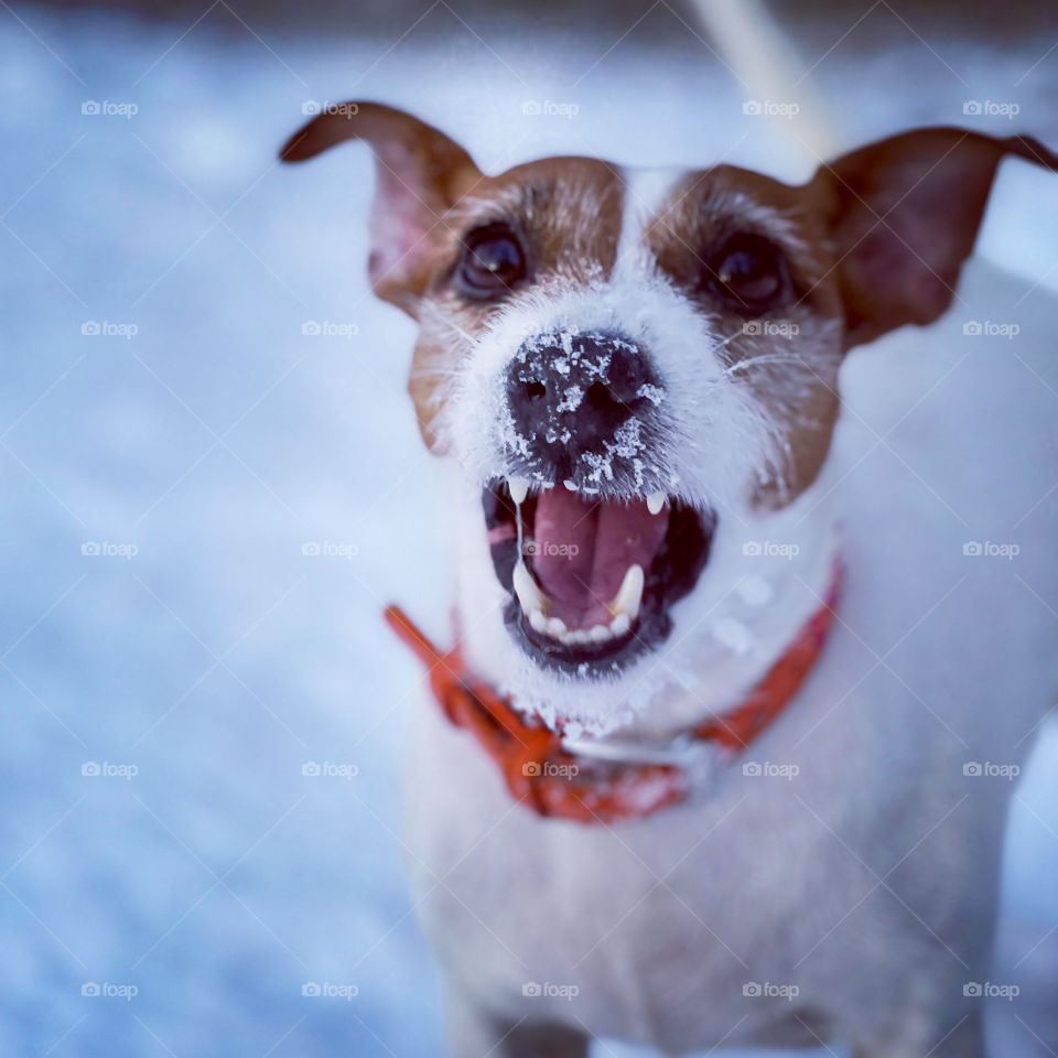 Jack Russel in winter