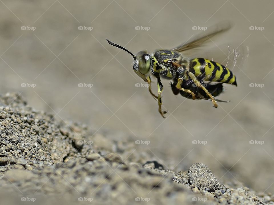 Sand Wasp.