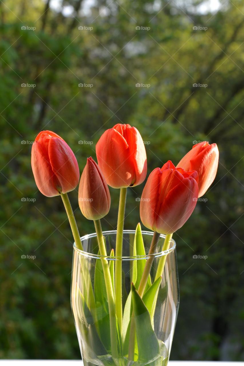 red tulips flowers in vase spring time