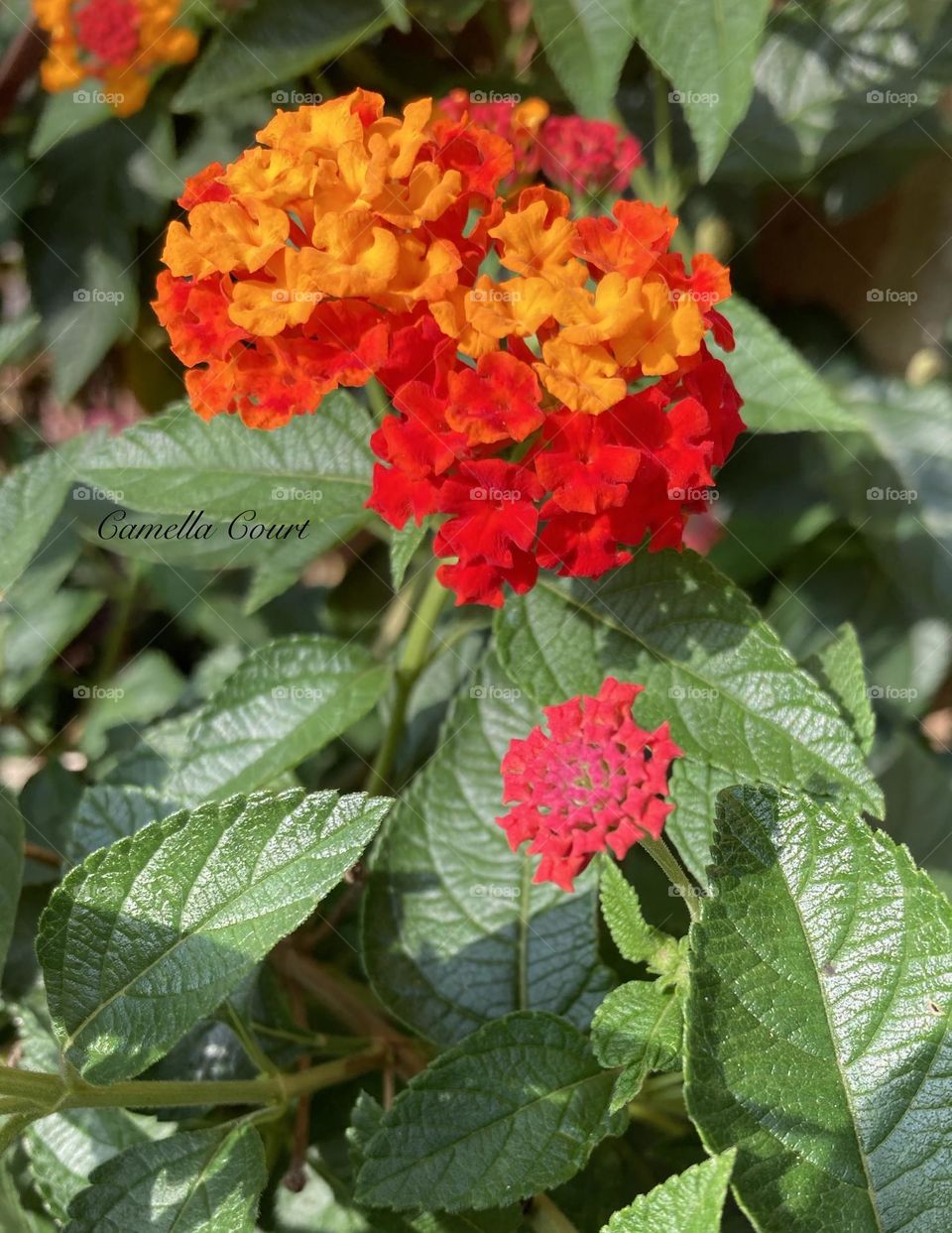 Zinnias from an office building