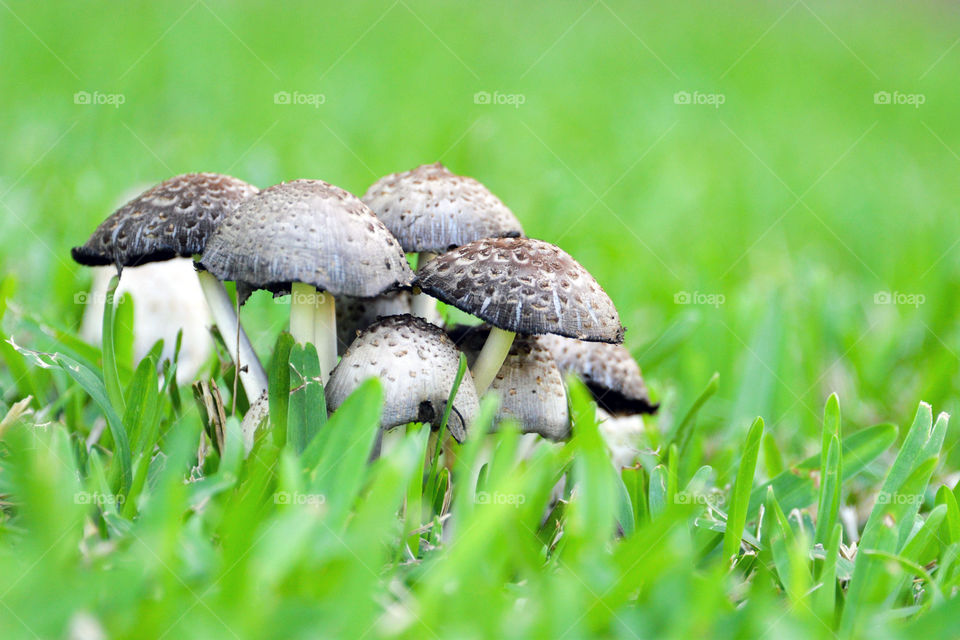 Fungi. Loved the look of these wild mushrooms against the new spring grass. 