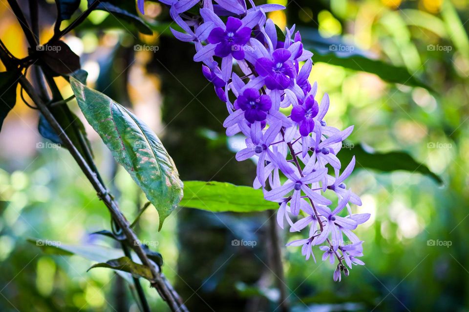 Beautiful purple flower blooming outdoor with blurry background 