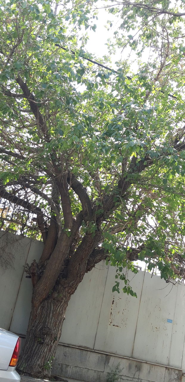 tree