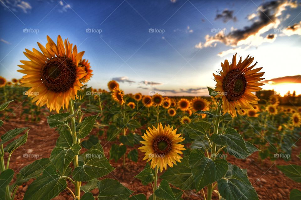 Girasoles