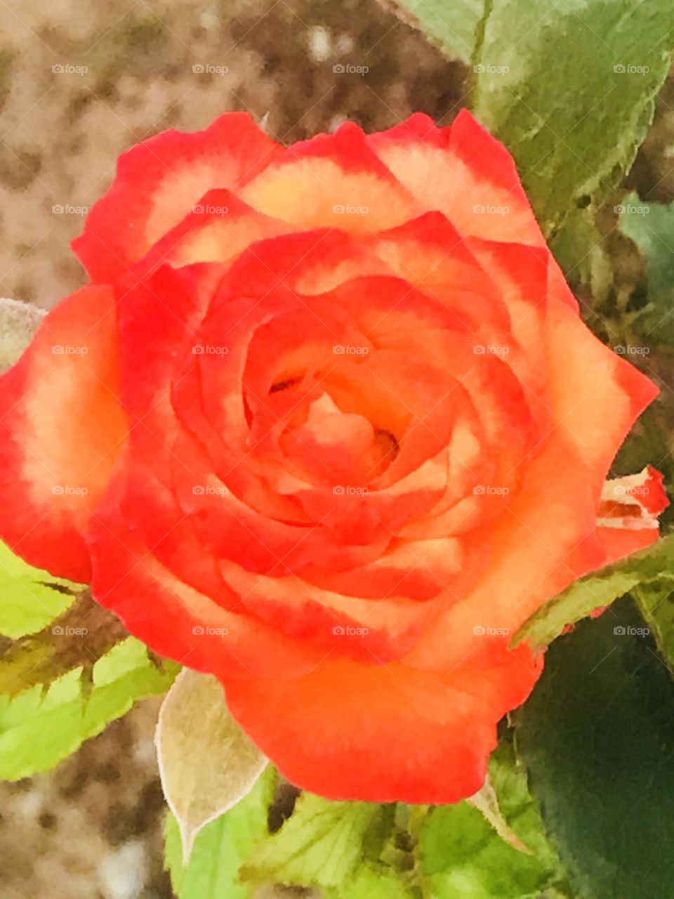 Rosa flower 