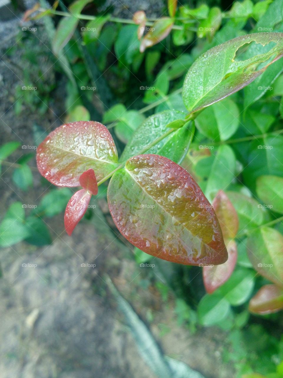 beautiful leaf