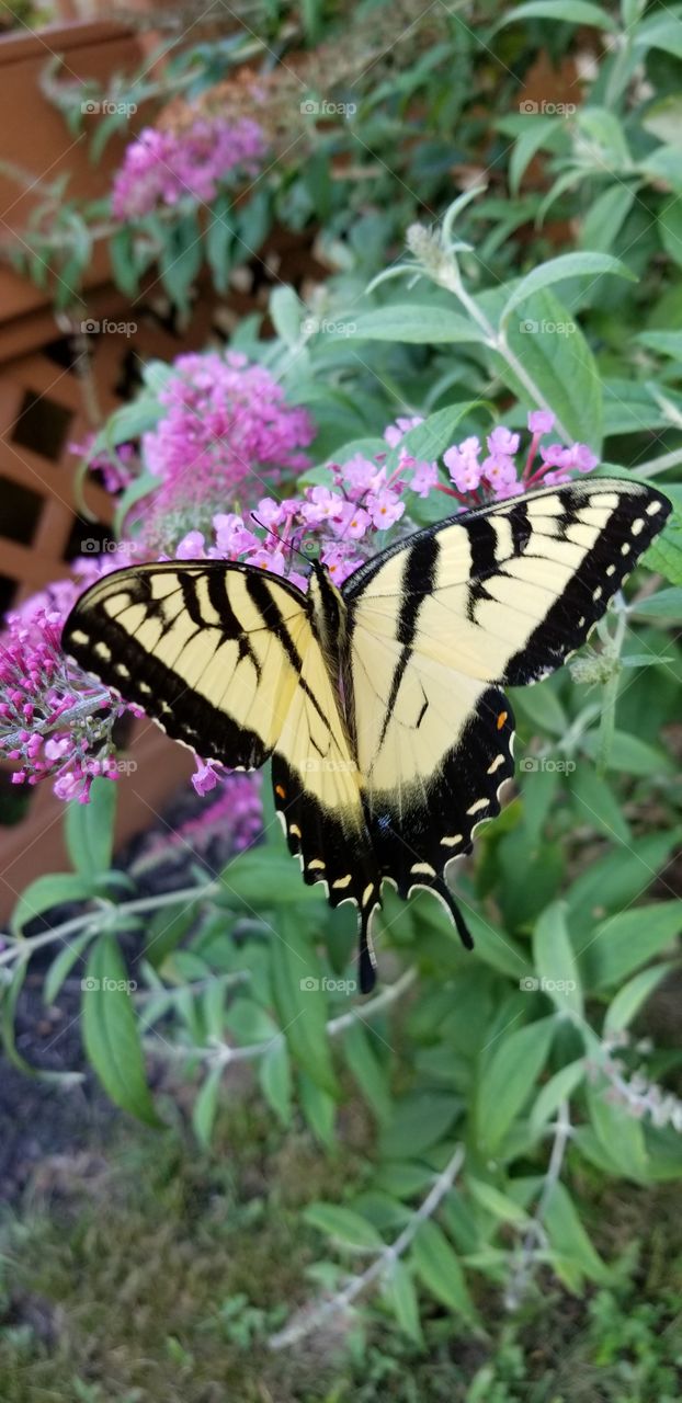 Beautiful yellow monarch