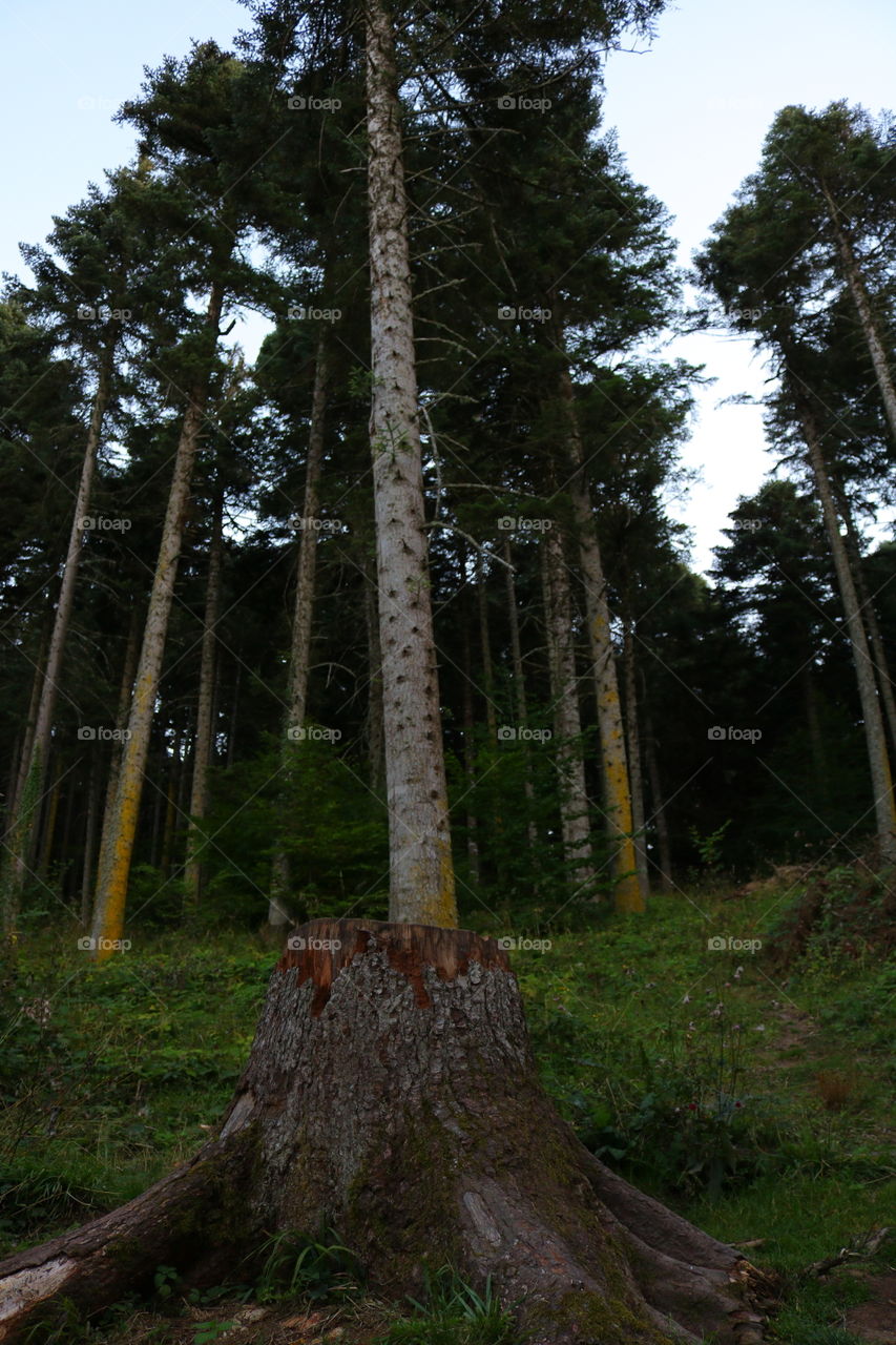 Tree, Wood, Nature, No Person, Pine