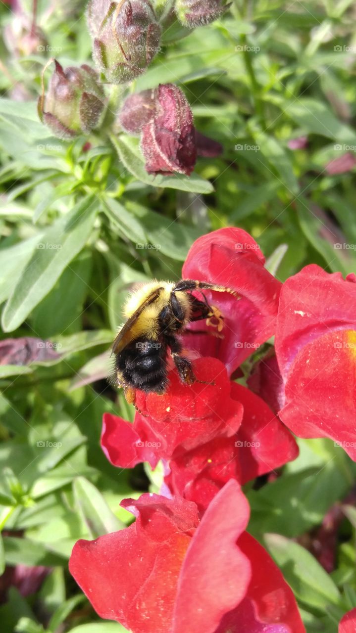 Bee on red flower
