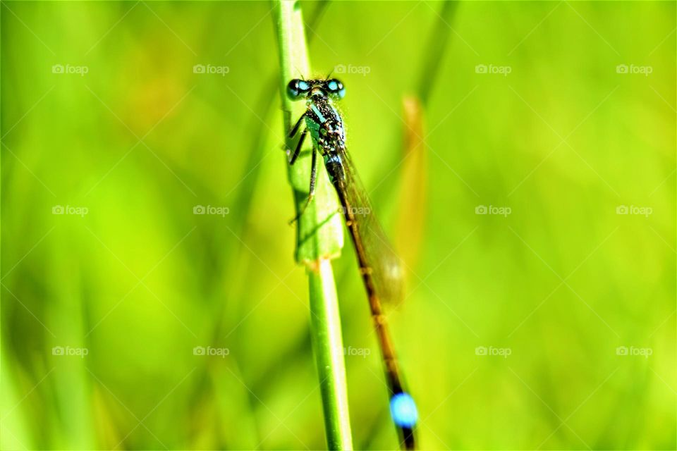 bright blue dragonfly with big eyes on a plant with bright green background macro close up picture