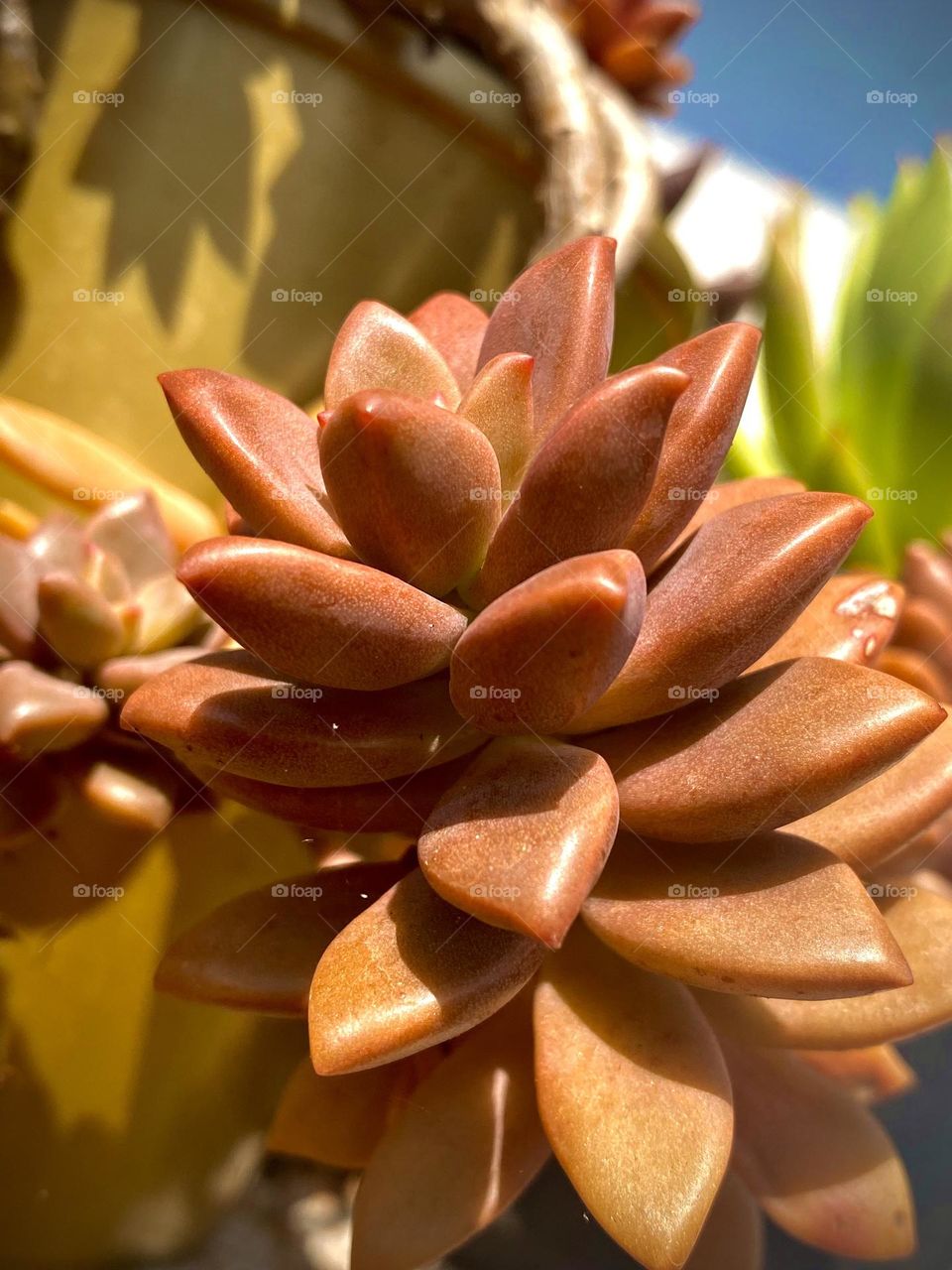 Succulent flower