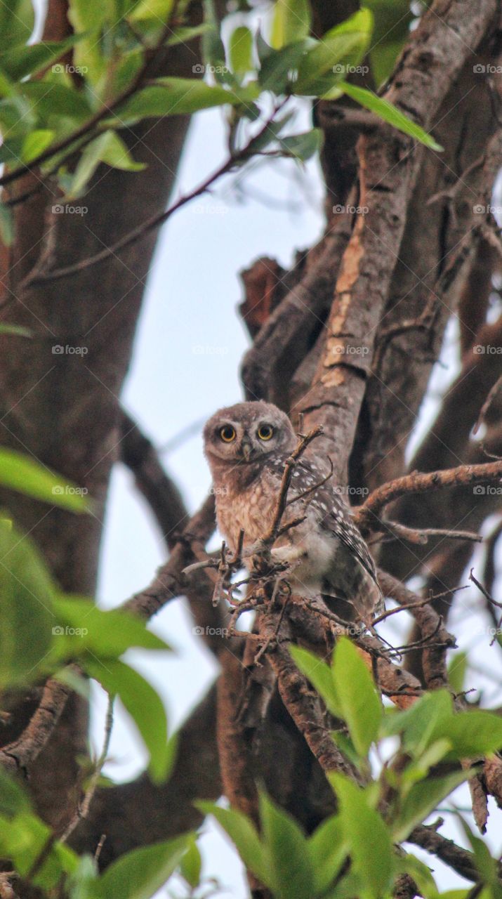 Jungle owlet 🦉