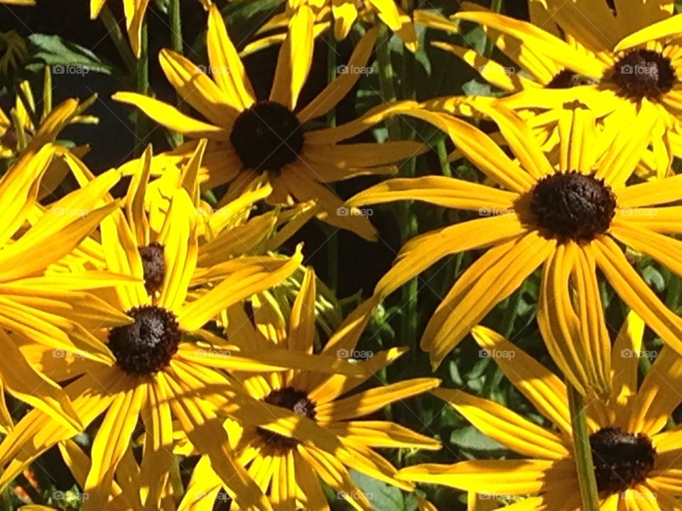 Beautiful blackeye Susan 