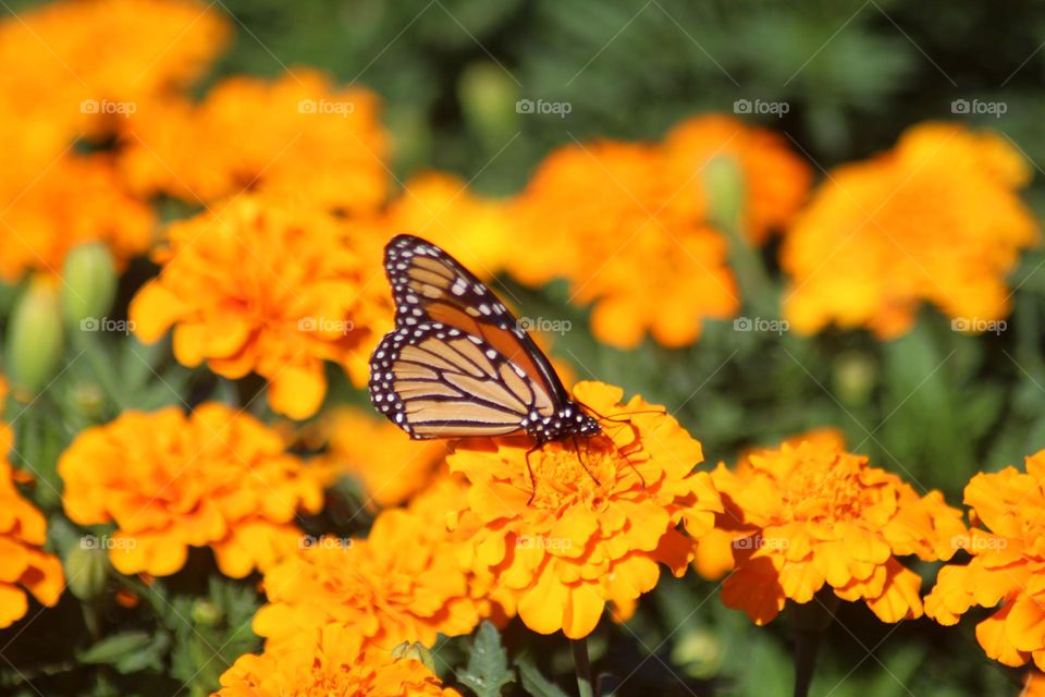 Monarch butterfly 