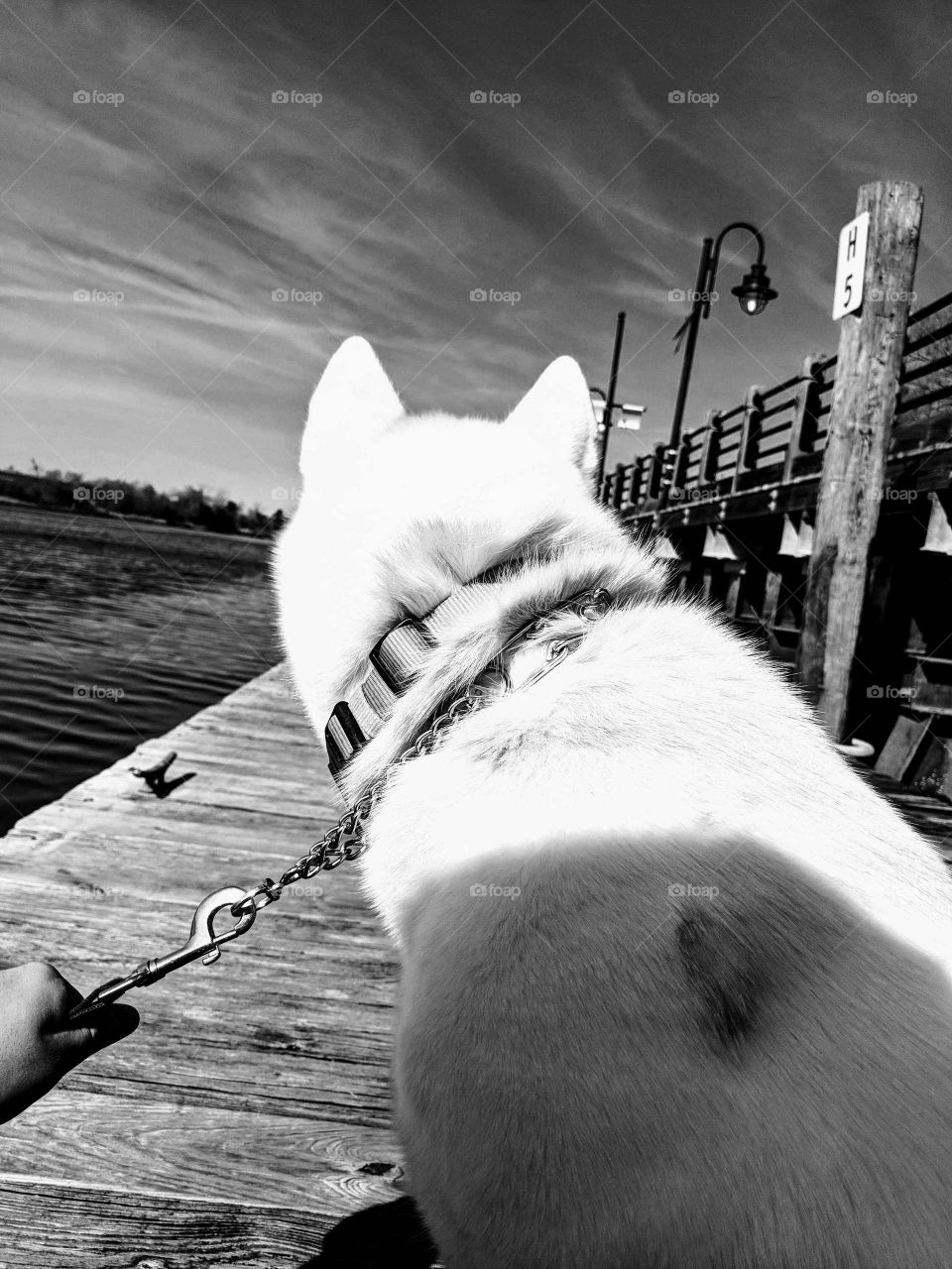 Pet on Dock