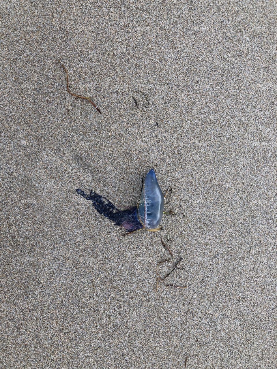 Blue Jellyfish on Hillsboro Beach