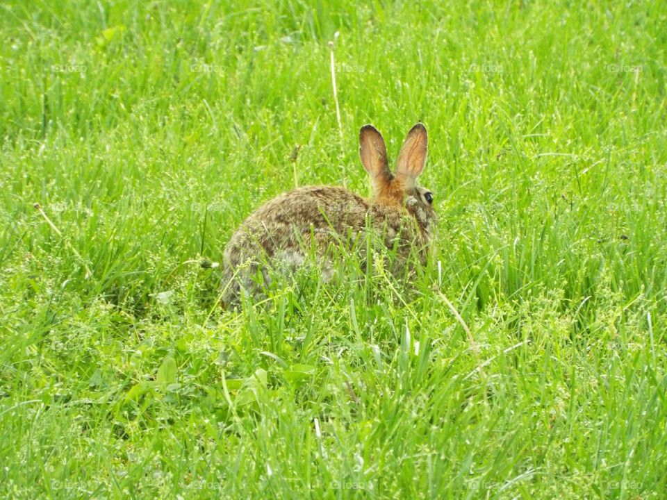 Rabbit outside in the tall grass