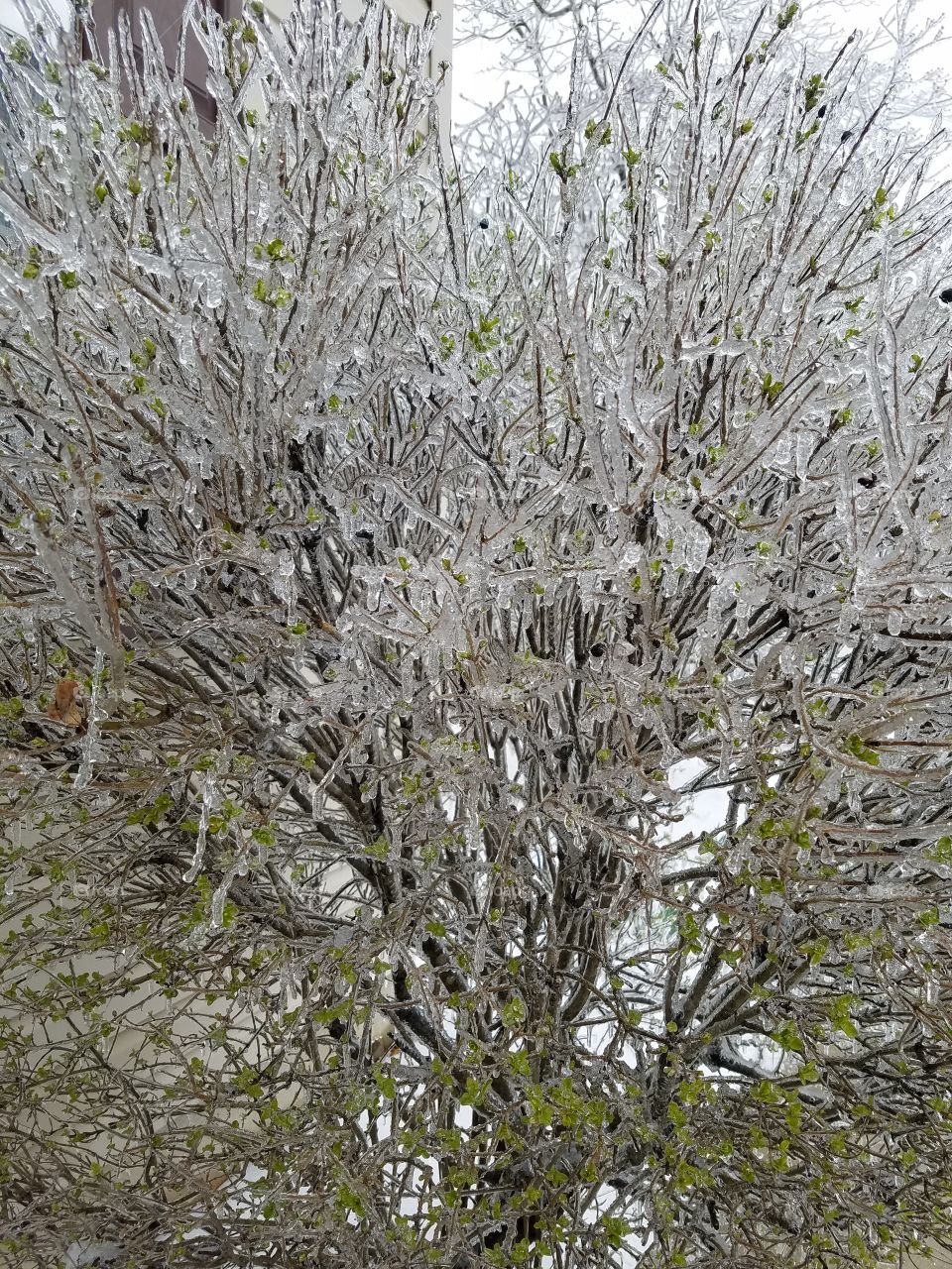 Icey tree 2