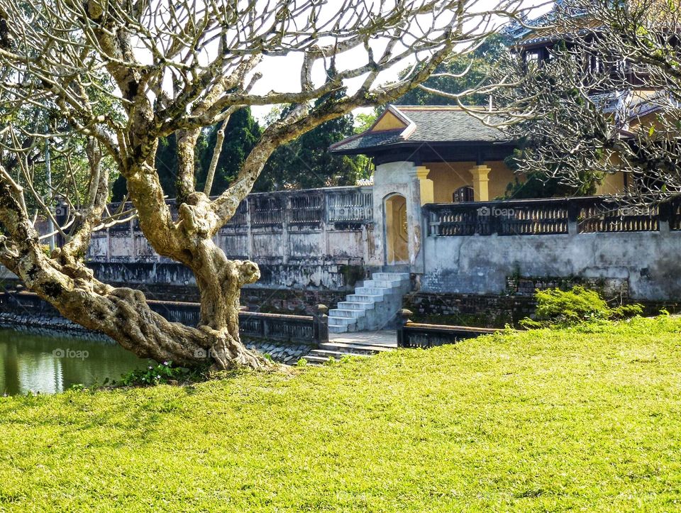 An old tree on the green lawn . The old scene in the royal . old architecture . moss wall