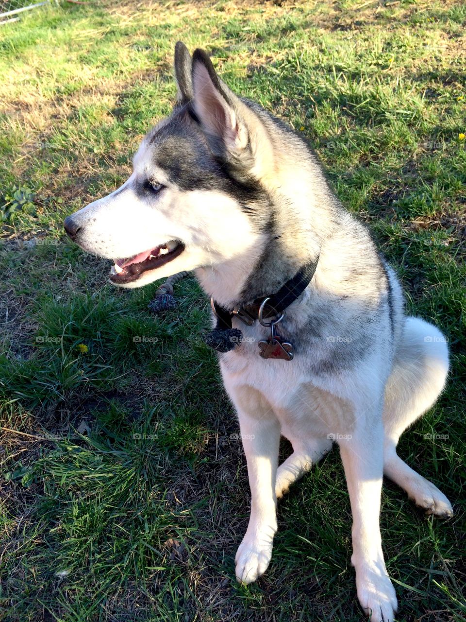 Incredible husky dogs