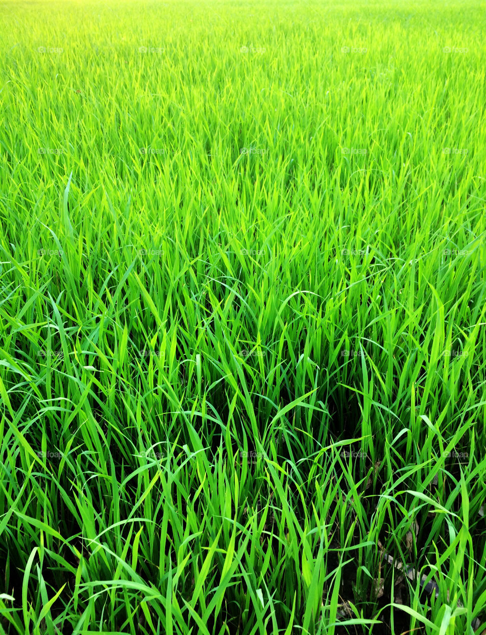 Sunlight on rice field