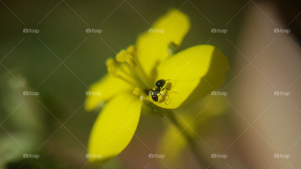 ant on yellow flower