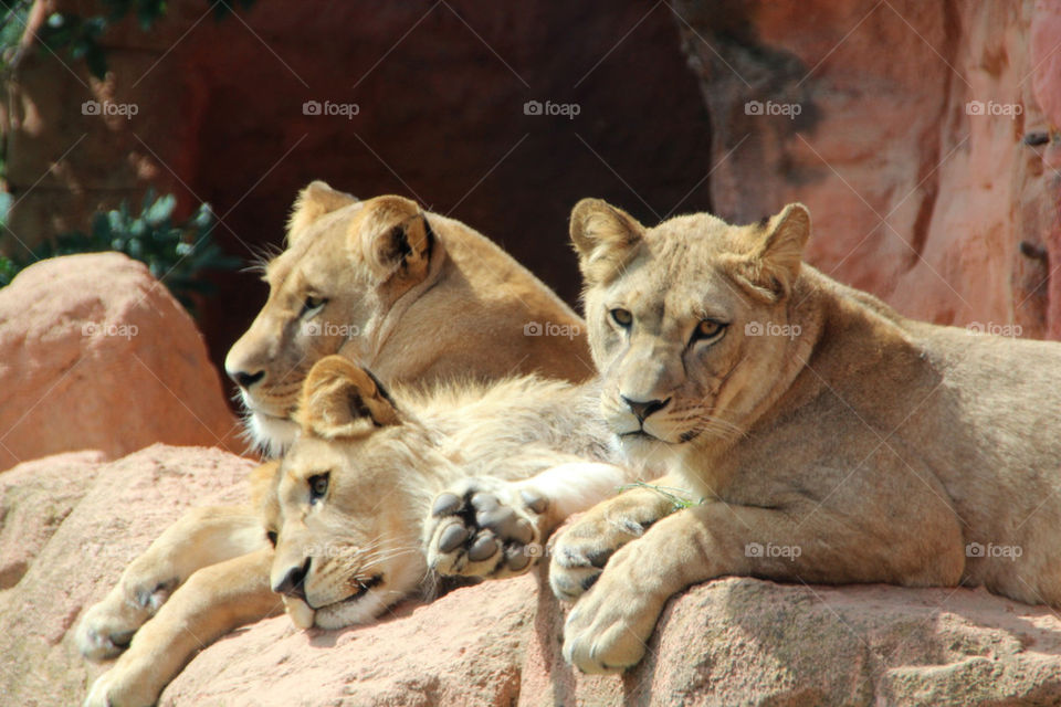 animal mammals zoo lion by stef79