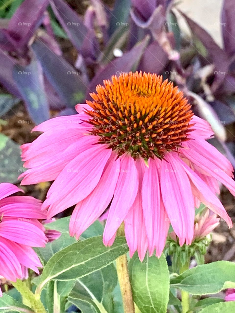 Pink Coneflower 