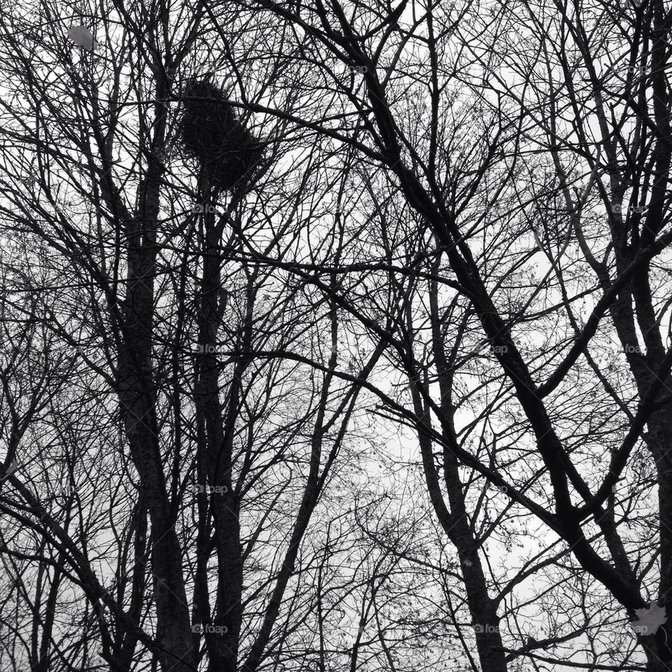 Trees without leaves.