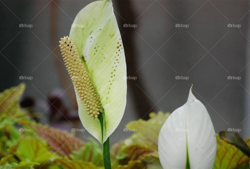 White flower 