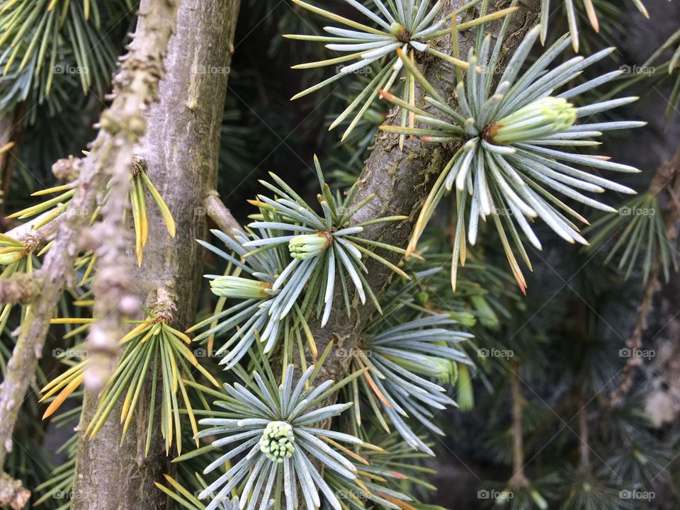 Close-up of tree