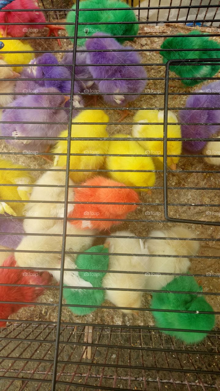 Colorful Chicks