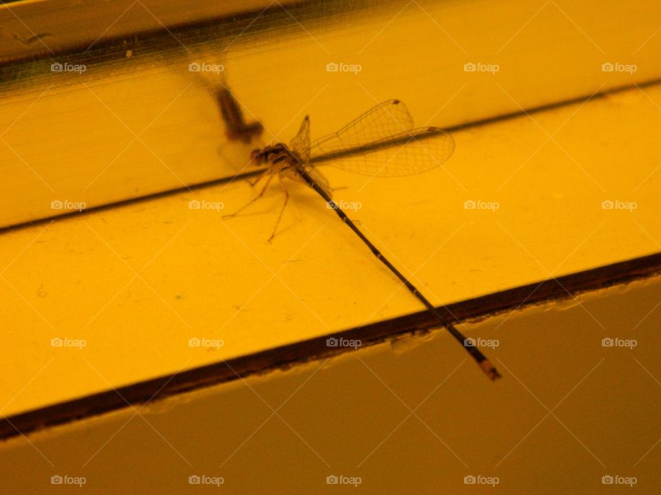 Dragonfly in the mirror . Dragonfly in the bathroom mirror 