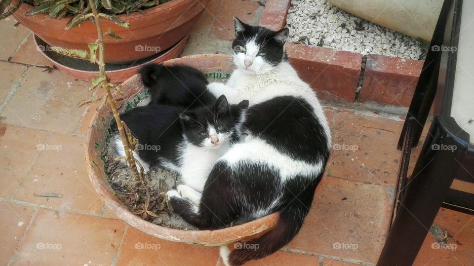 mamma gatta con mici