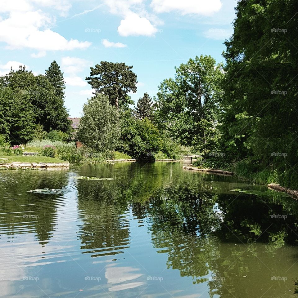Baum Wurzeln am See Botanischer Garten
