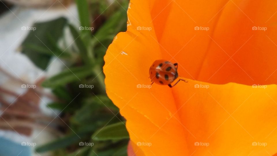 Ladybug on poppy flower