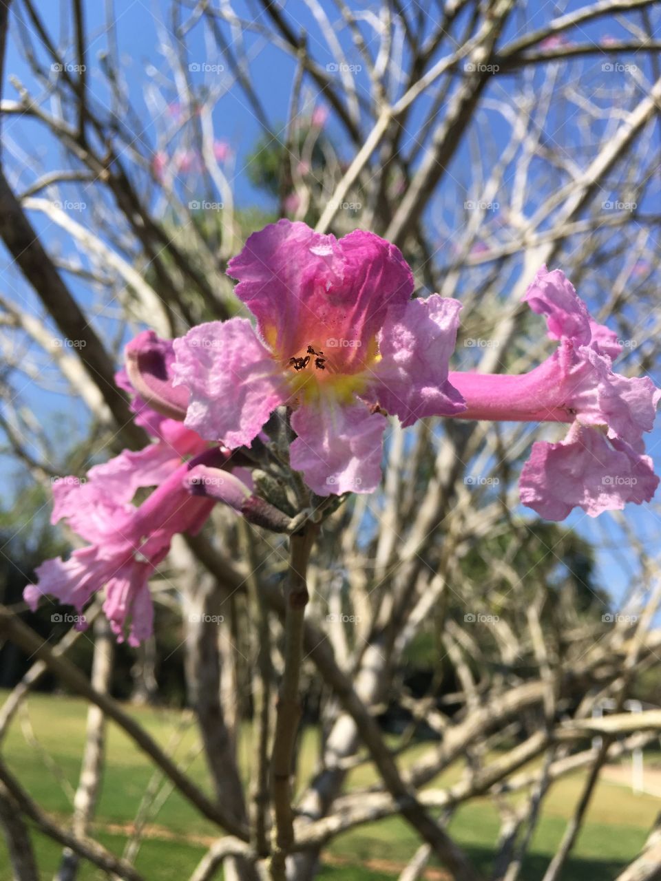 Flores do ipê Rosa, mostrando toda a sua beleza. Nessa época, todas as plantas ficam mais coloridas. 