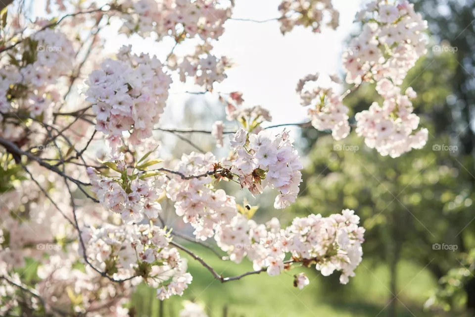 Spring time